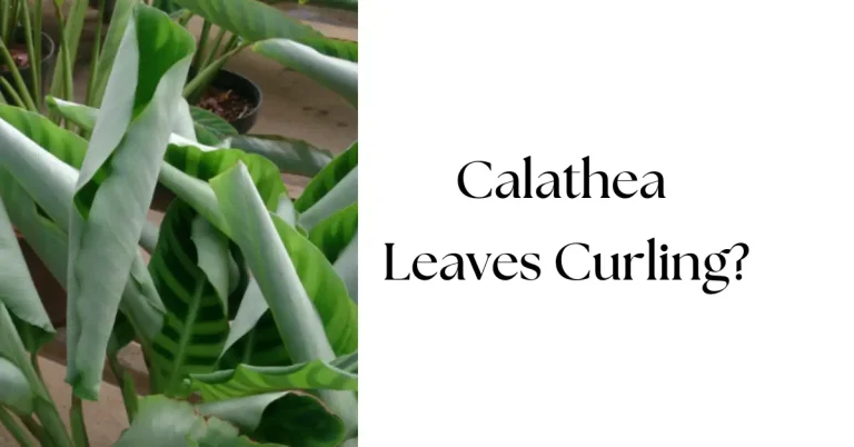 Why Are My Calathea Leaves Curling? Causes and Solutions