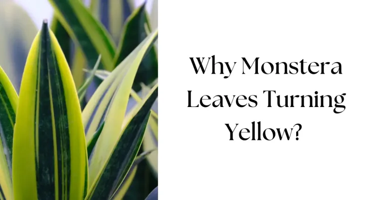 Why Are My Monstera Leaves Turning Yellow: Causes & Easy Fixes
