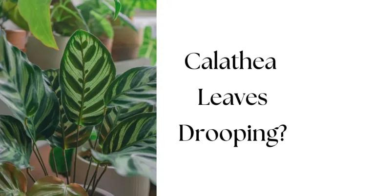 Why Is My Calathea Drooping