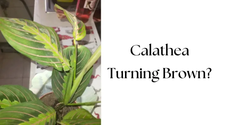 Why Is My Calathea Turning Brown? Common Causes & How to Fix Them