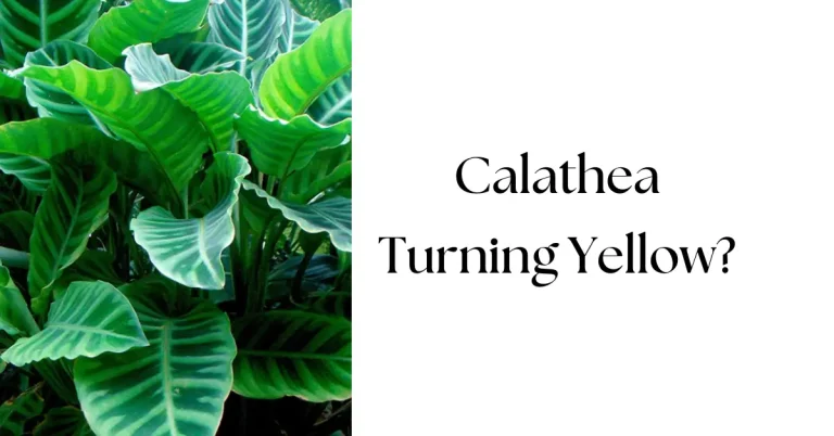 Why Is My Calathea Turning Yellow? Common Causes & Fixes
