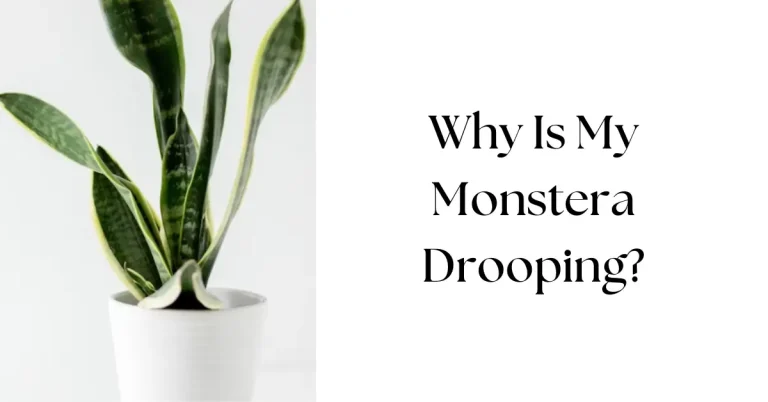 Why Is My Monstera Drooping? Common Causes and Quick Fixes