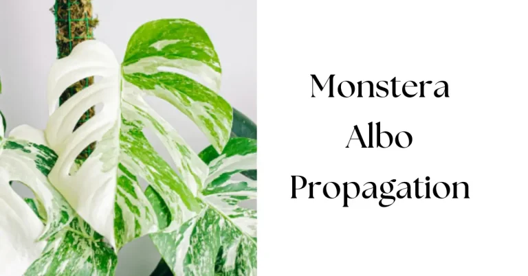 How To Propagate Monstera Albo: A Step-by-step Guide For Beginners