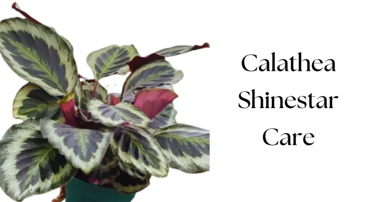 Calathea Shinestar Care: Complete Guide for Vibrant Growth