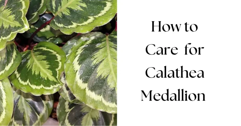 The Ultimate Guide to Calathea Medallion Care