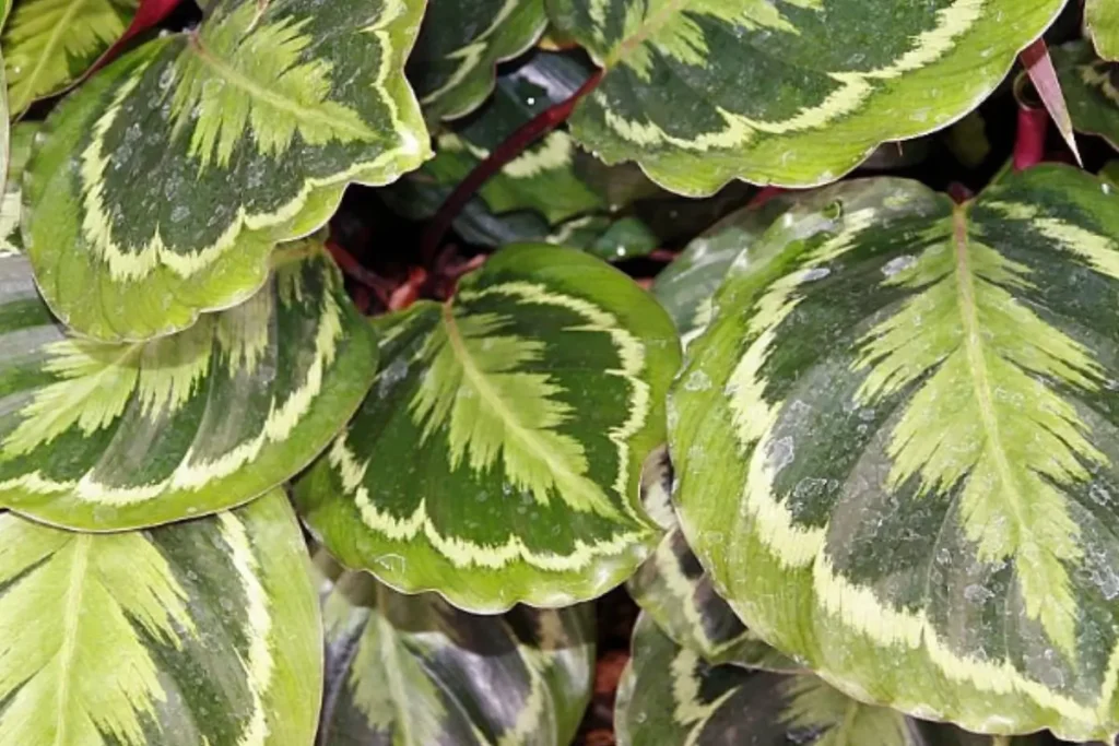 Calathea Medallion round leaves with dark green patterns