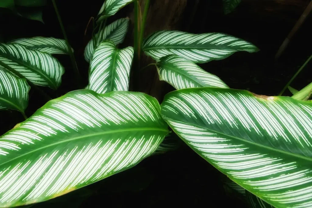 Close-up of Calathea ornata 'Shinestar' with white stripes