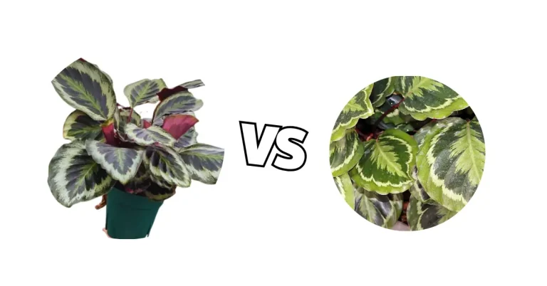 Calathea Shinestar vs Medallion: A Complete Guide