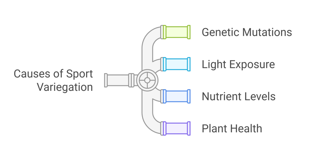 Infographic illustrating the key causes of sport variegation in Monstera plants.