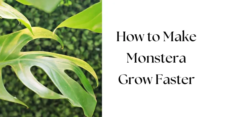 How to Make Your Monstera Grow Faster: 10 Expert Tips for Bigger, Healthier Leaves