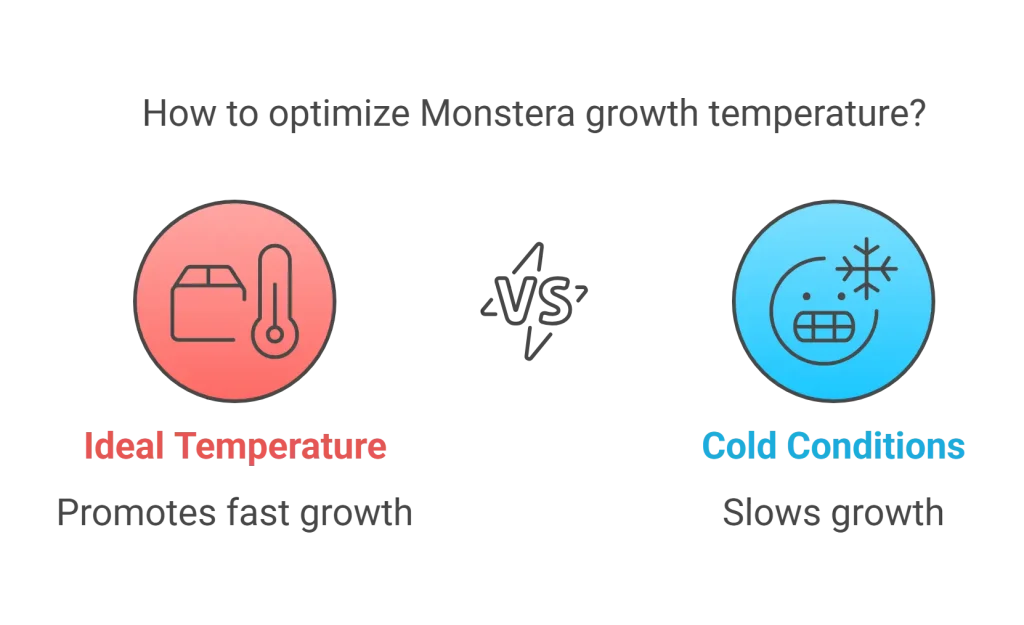 Infographic explaining how ideal temperatures promote fast Monstera growth, while cold temperatures slow it down.