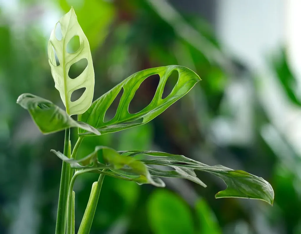 A photo of a monstera near an east-facing window.