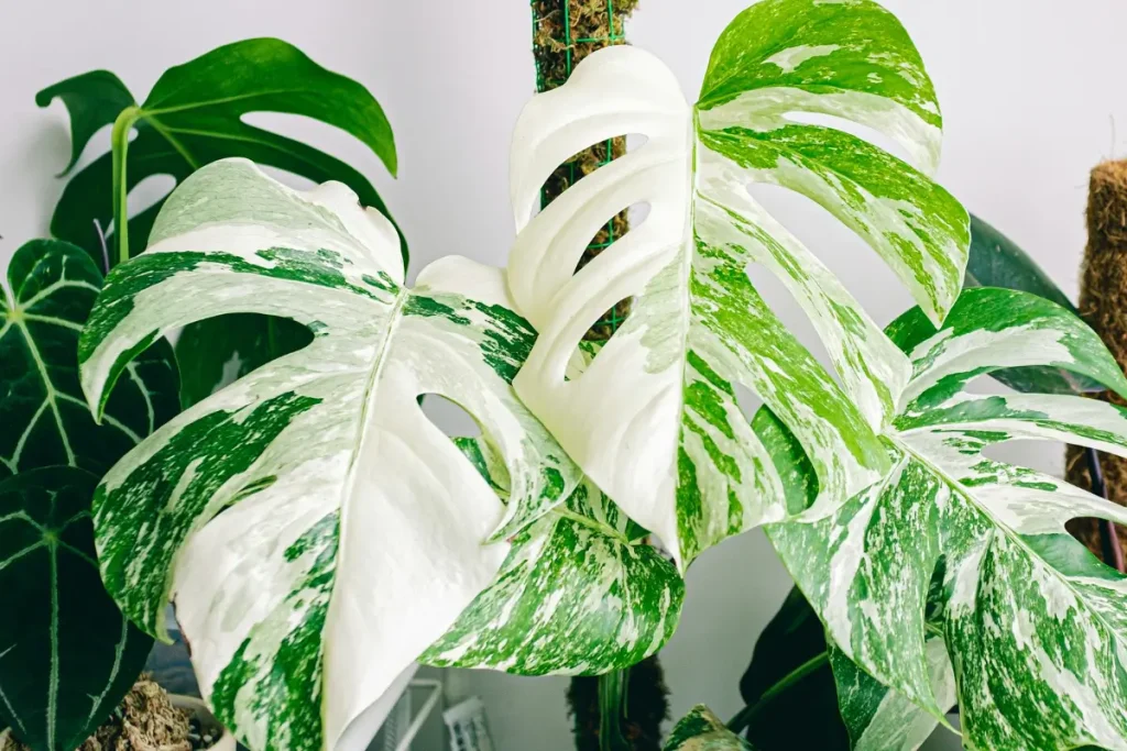Propagating a Monstera Albo