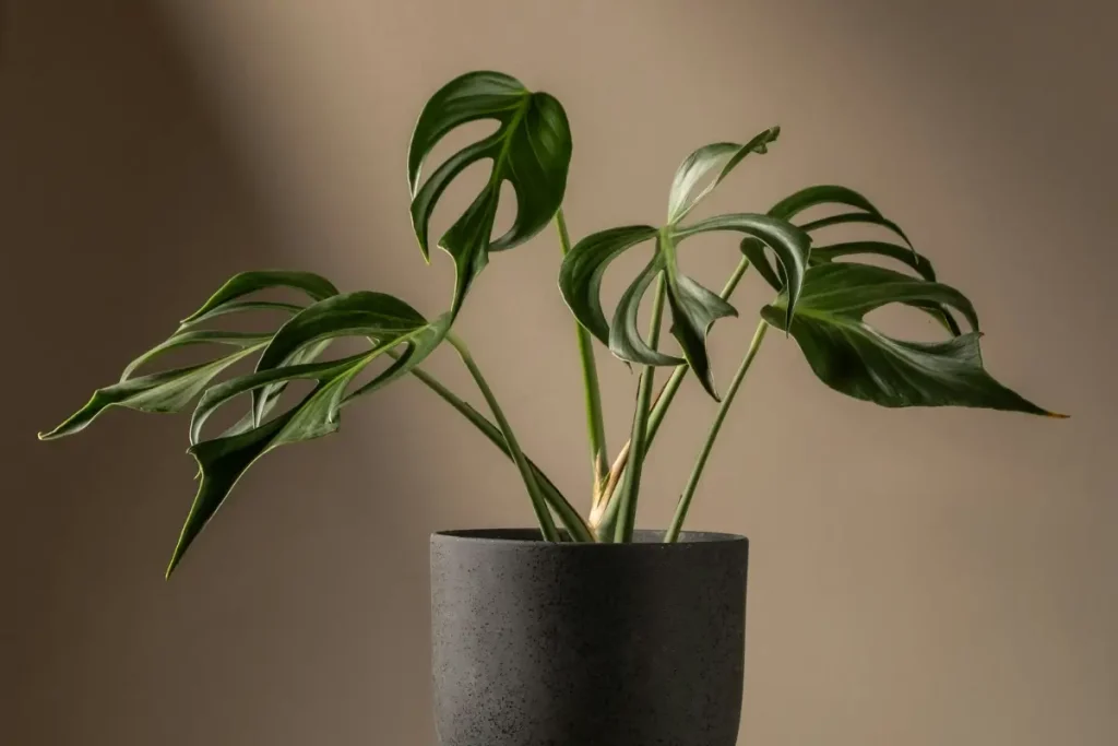 Healthy Monstera plant growing indoors in bright, indirect light.