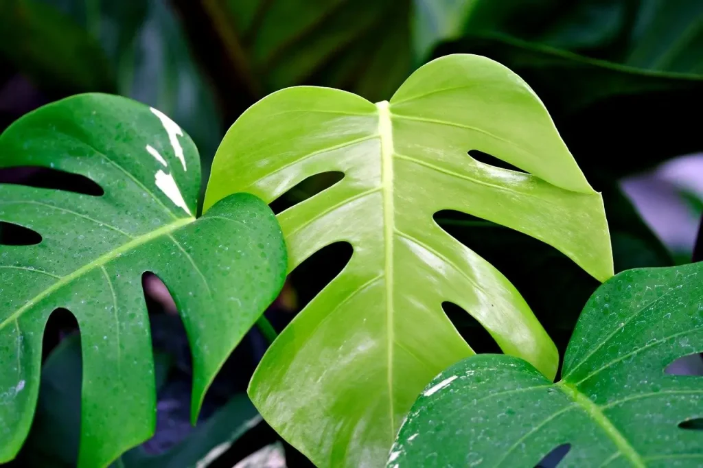 Close-up of a Monstera deliciosa leaf, demonstrating the impact of growth on its unique shape and appearance.