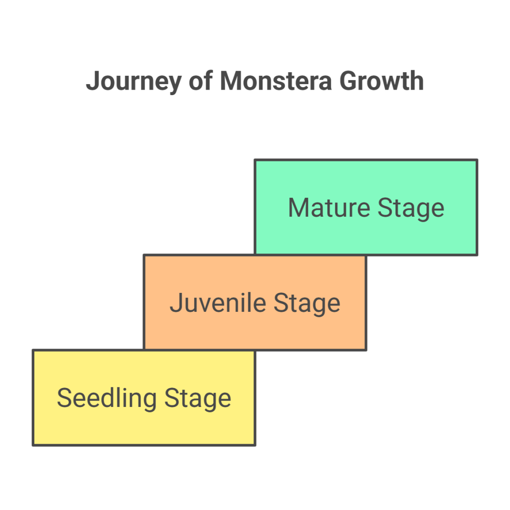 Infographic showing the growth stages of a Monstera plant.